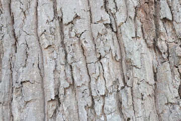 bark of tree, nature texture 