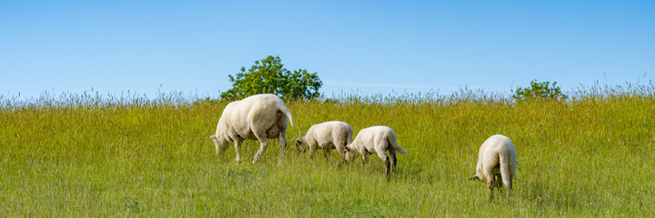 Obraz na płótnie Canvas Sheep with lambs on pasture on a summer morning in Germany, panorama