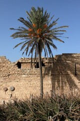 Outer wall, moat  and palm tree at Caesarea National park in Israel
