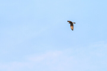  Hawk (Latin Accipitrinae) in flight over the field.