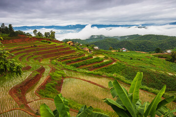 Fototapeta premium Beautiful rice field in the countryside in northern of Thailand.