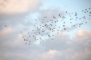 A flock of starlings in flight.