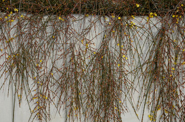 the broom-growing shrub cannot do without support. If it is not tied to a support, it grows...