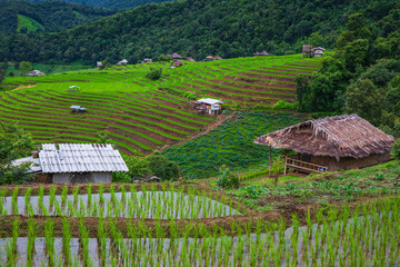 Fototapeta na wymiar Beautiful rice field in the countryside in northern of Thailand.