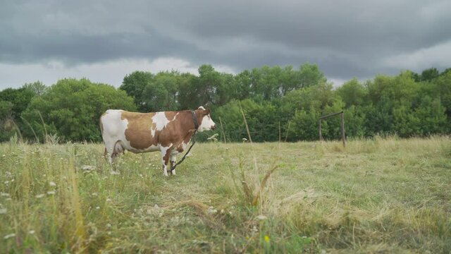 A ginger cow stands in a summer meadow. A large horned animal lies in a field and chews grass. Red cow, bull. The cow grazes in the meadow.