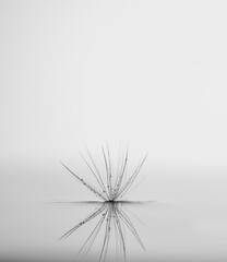 Dandelion on the water. Grey background