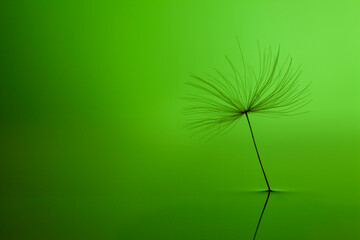 
Dandelion on the water. Green background
