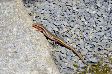 トカゲ
