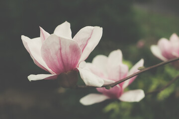 Saucer Magnolia Bloom in Spring