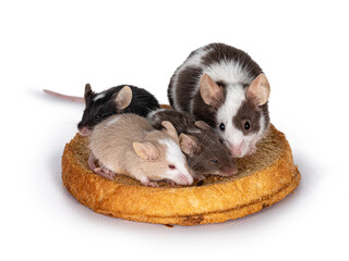 Multiple baby and mother mice, sitting on a piece of toast. Looking towards camera. Isolated on white background.