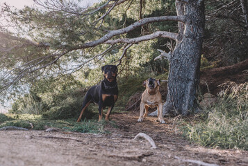 Pareja de perros de caza, un rottweiler y un cimarron uruguayo.