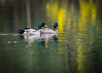 Obraz premium ducks in the lake