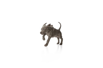 Silver color puppy of Weimaraner dog running isolated over white background.