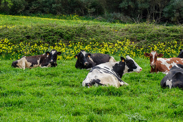 cows napping, Ciutadella, Menorca, Balearic Islands, Spain