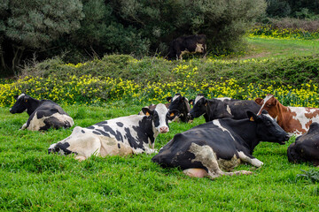 Ciutadella, Menorca, Balearic Islands, Spain