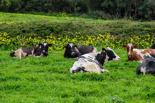 Cows Napping, Ciutadella, Menorca, Balearic Islands, Spain