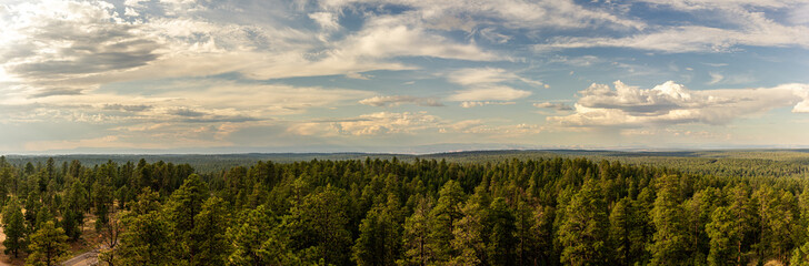 Panorama view of green conifer forest in north rim of Grand canyon shooting from looking tower