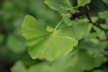 Une feuille de ginkgo biloba