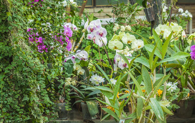 Fototapeta na wymiar Blooming hybrid orchids in the greenhouse.