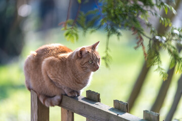red tomcat on a fence paying attention