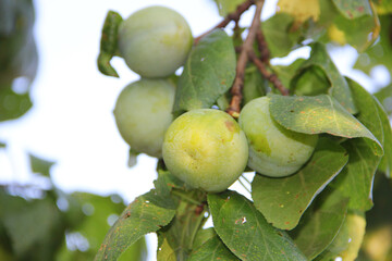 green plums on a branch in the summer garden