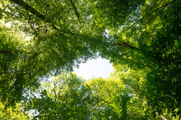 Fototapeta premium Green tree branches looking up