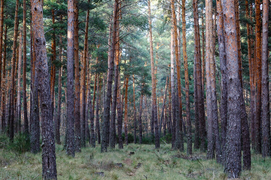 Scots pine forest. Pinus sylvestris. Camposagrado pine forest, Leon, Spain.