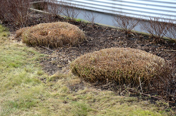 spring pruning of grasses and perennials is good for their growth done in March at the latest. a...