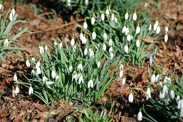 Schneeglöckchen (Galanthus nivalis), Deutschland, Europa