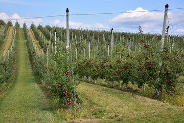 Apple orchard in autumn during harvest, Czech Republic.