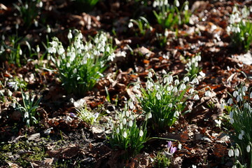 Schneeglöckchen (Galanthus nivalis), Deutschland, Europa
