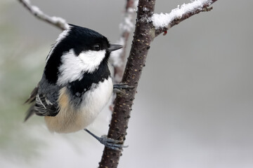 Coal tit
