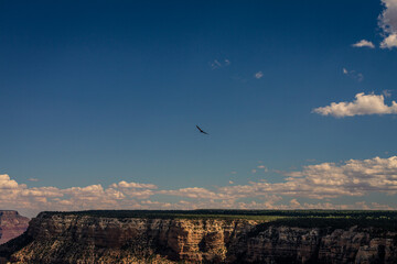 One predatory bird flies over Grand canyon national park against blue sky and clouds in colorado, america