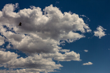 One predatory bird flies against blue sky and clouds in colorado, america