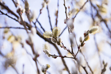 blooming fluffy shoots on willow branches in spring