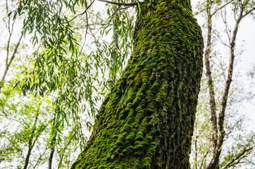 Fototapeta premium Nature background trunk tree with green moss