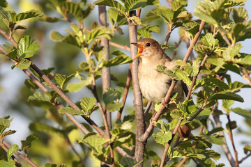 thrush nightingale is beautifully singing bird at night