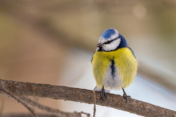 Blue tit looking into the camera with curiosity.