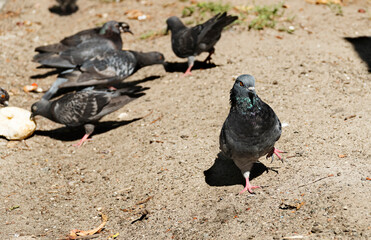 Cheerful pigeon and several city pigeons peck seeds on a sunny day