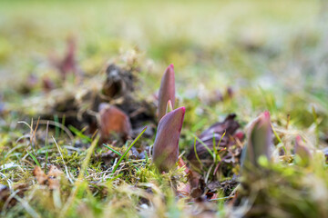 tulips are growing in the garden in march