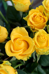 Yellow roses. Holidays and celebration concept.