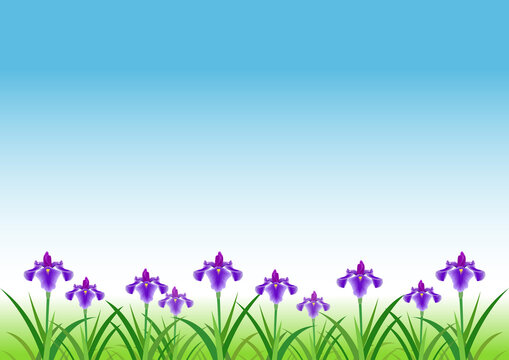 419 Best 菖蒲の花 Images Stock Photos Vectors Adobe Stock