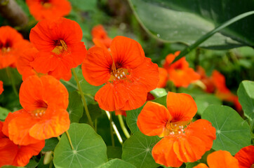 bunch the orange nasturtium flowers with vine and green leaves in the garden.