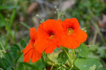 Fototapeta premium bunch the orange nasturtium flowers with vine and green leaves in the garden.