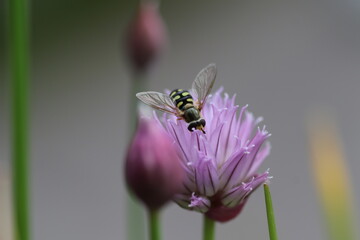Biene an Schnittlauchblüte