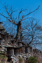 Ruches dans des troncs de ch&acirc;taigner en Loz&egrave;re - France.