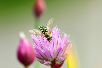Biene an Schnittlauchblüte