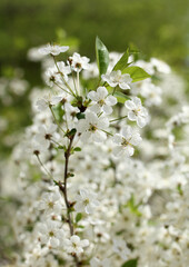 blooming on the branches of a cherry tree. spring garden flowers