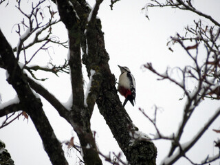 red winged blackbird