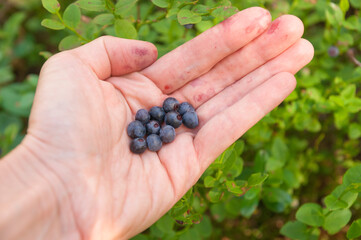 Bunch of blueberry berries in female hand picked from bush close-up